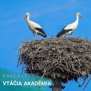 Aj mladé bociany majú svoje puberťácke gangy