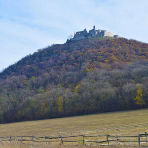 Jelenia ruja pod Jeleňou horou? V Malých Karpatoch je možné všetko!