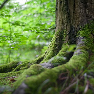 Masy českých turistů ruší naše zvířata dokonce i v noci a brzy ráno, říká ředitel Správy Národního parku Šumava Pavel Hubený