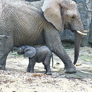 “Mládě slona afrického vzešlo z umělé inseminace. Slony jsme na to připravovali pět let”, říká ředitel ZOO Zlín Roman Horský