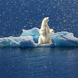 Od osamelých ľadových medveďov po Gretu. Ako média informujú o klíme
