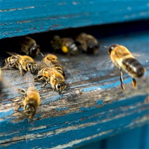 Povolanie: včelárka (Rita Novosadová)