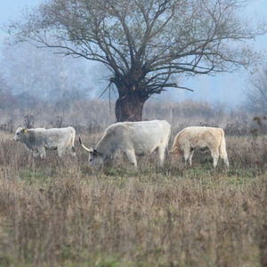 Soľ nad zlato! Kamenínské slanisko existuje práve vďaka soli a ukrýva vzácnu faunu a flóru