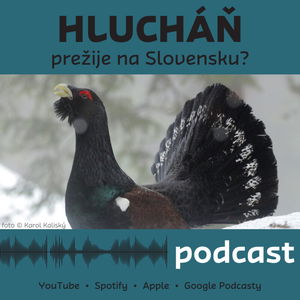 Tetrov hlucháň - prežije na Slovensku?