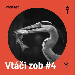 Vtáčí zob #4 — Volavka popolavá (Samuel Sabol, Jakub Lenart)