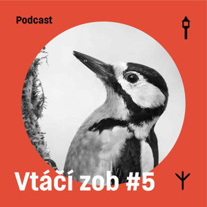 Vtáčí zob #5 — Ďateľ veľký (Samuel Sabol, Jakub Lenart)